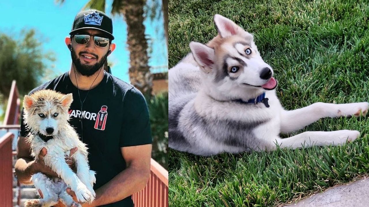 Dominick Reyes and dogs